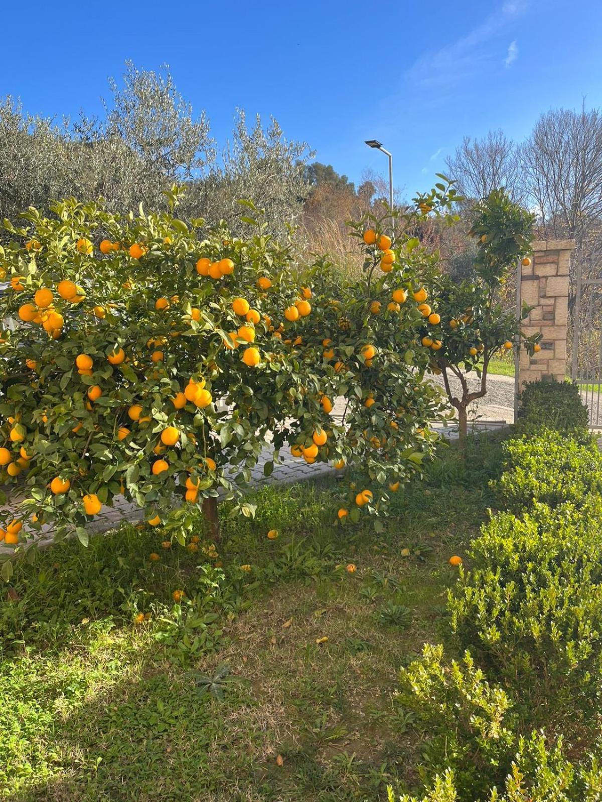 Dei Limoni Škalngur