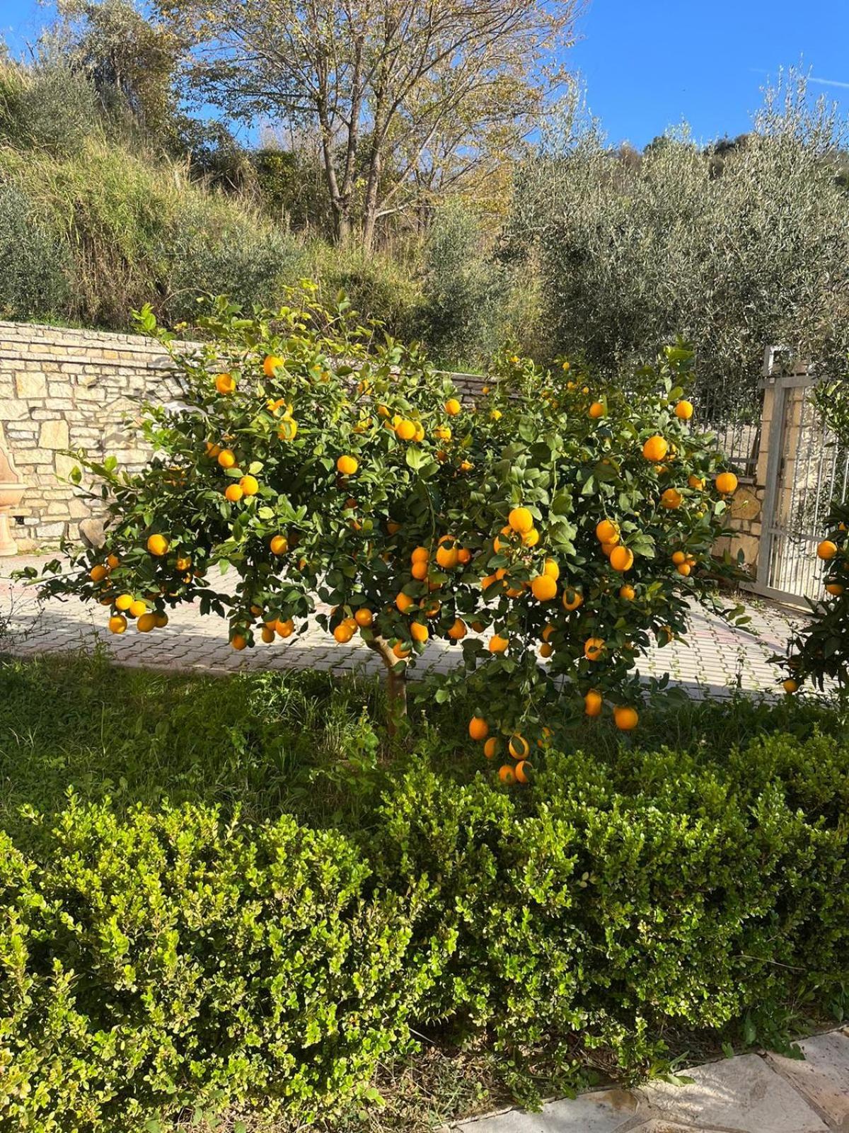 Dei Limoni *